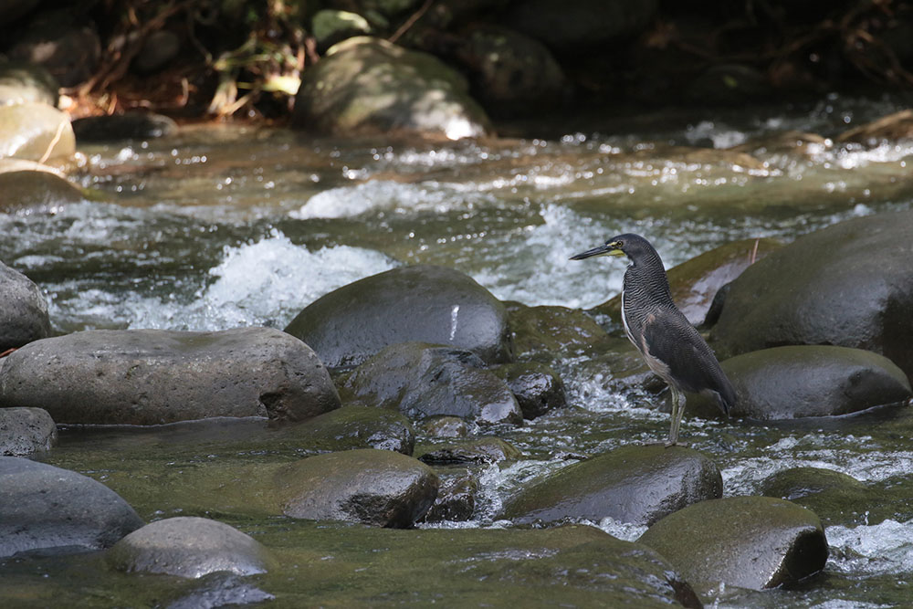 Fasciated Tiger-Heron